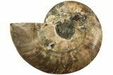 Cut & Polished Ammonite Fossil (Half) - Madagascar #208641-1
